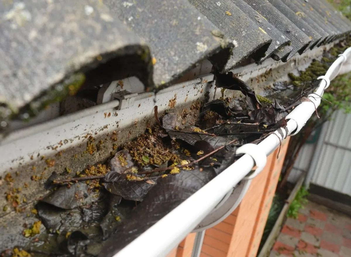 Clogged gutter packed with wet leaves and moss along a roof edge