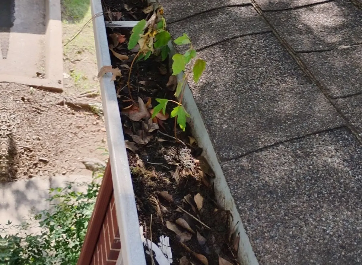 Long roof gutter filled with leaves and debris before cleaning