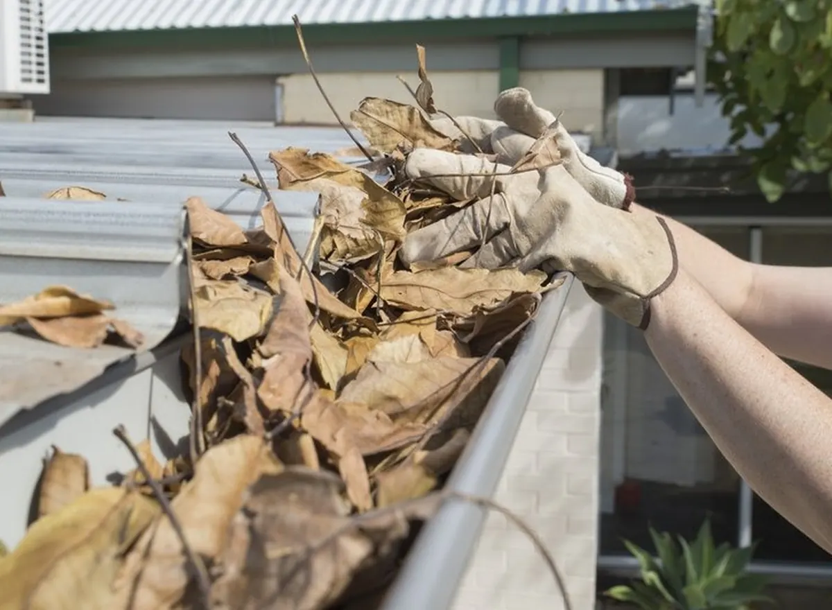 Handful of leaves pulled out of a gutter during gutter cleaning