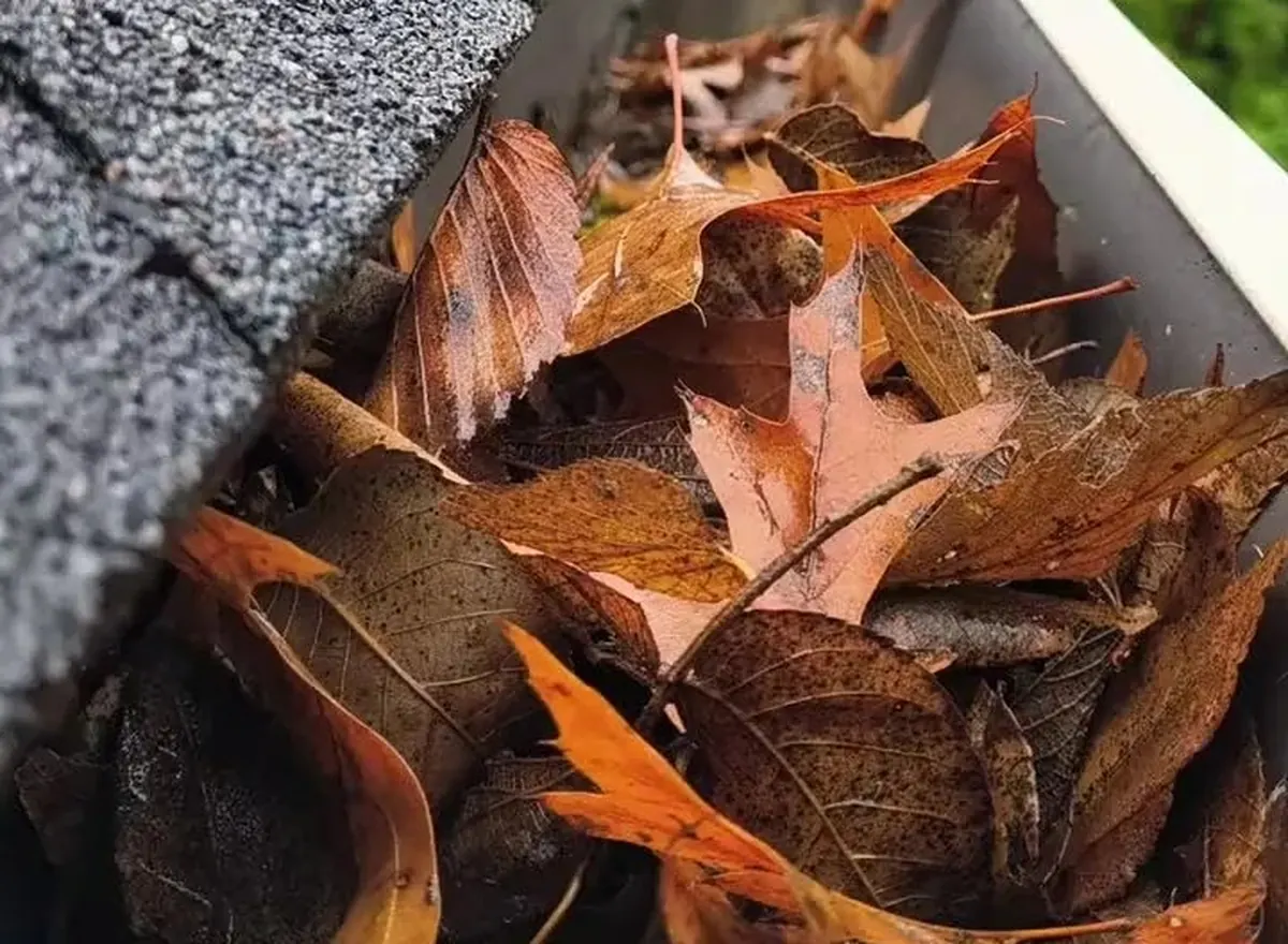 Fall leaves collecting in a gutter, a sign it needs seasonal maintenance